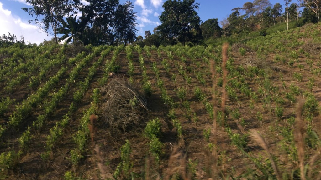 Economías ilegales y elecciones en América&nbsp;Latina